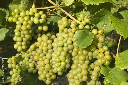 Wallpaper Mural Wine grapes in harvest season Torontodigital.ca