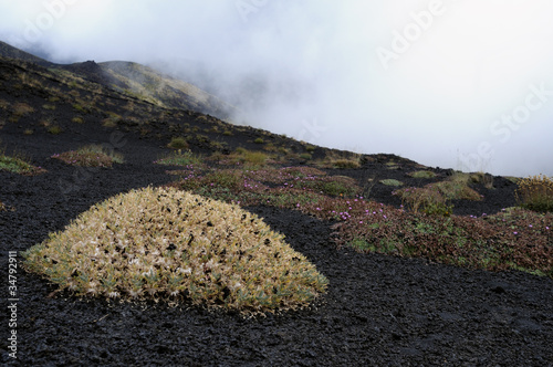 Vegetazione su sabbia vulcanica photo