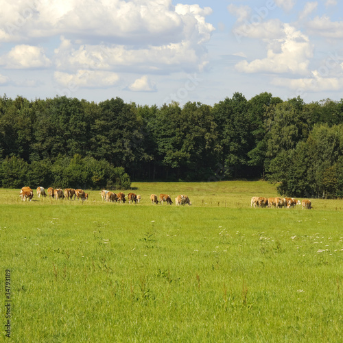 Kühe auf der Weide