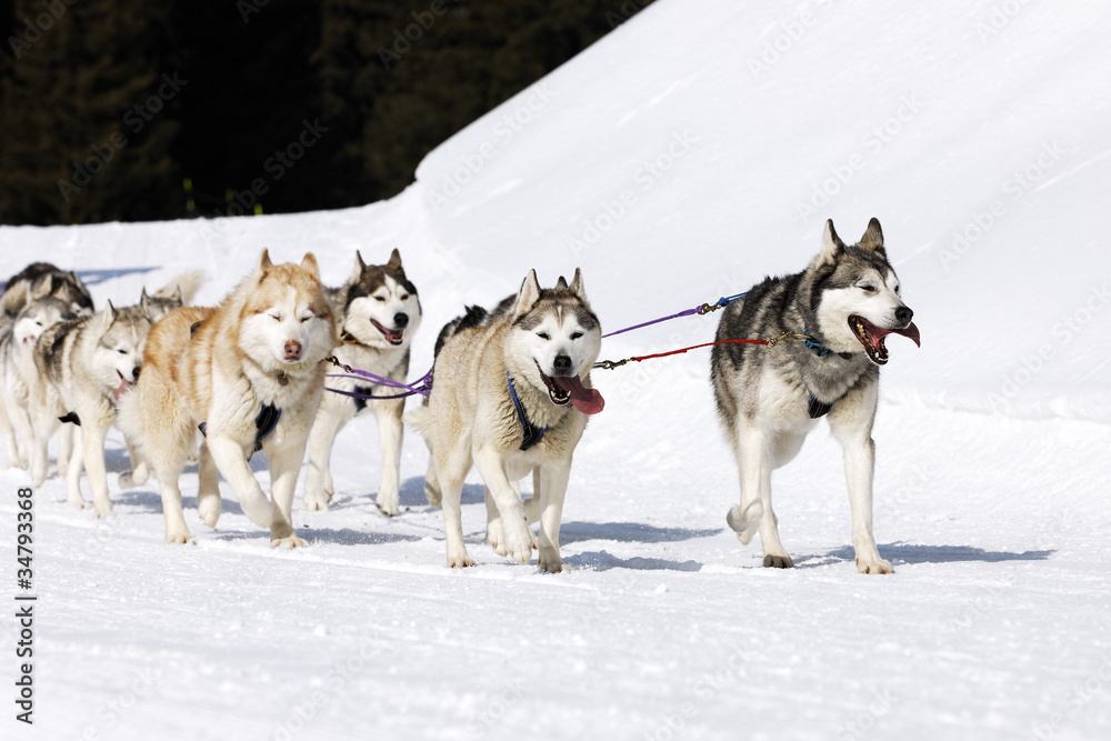 husky race on alpine mountain in winter husky race on alpine mountain in winter