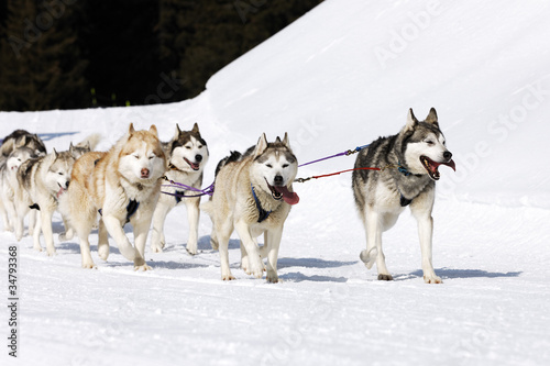 husky race on alpine mountain in winter © Frédéric Prochasson