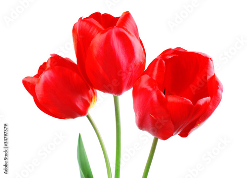 Red tulips