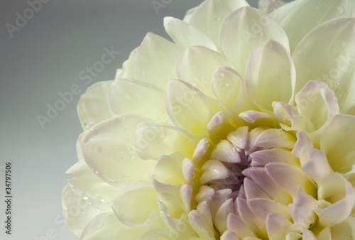 beautiful white dahlia flower, close up