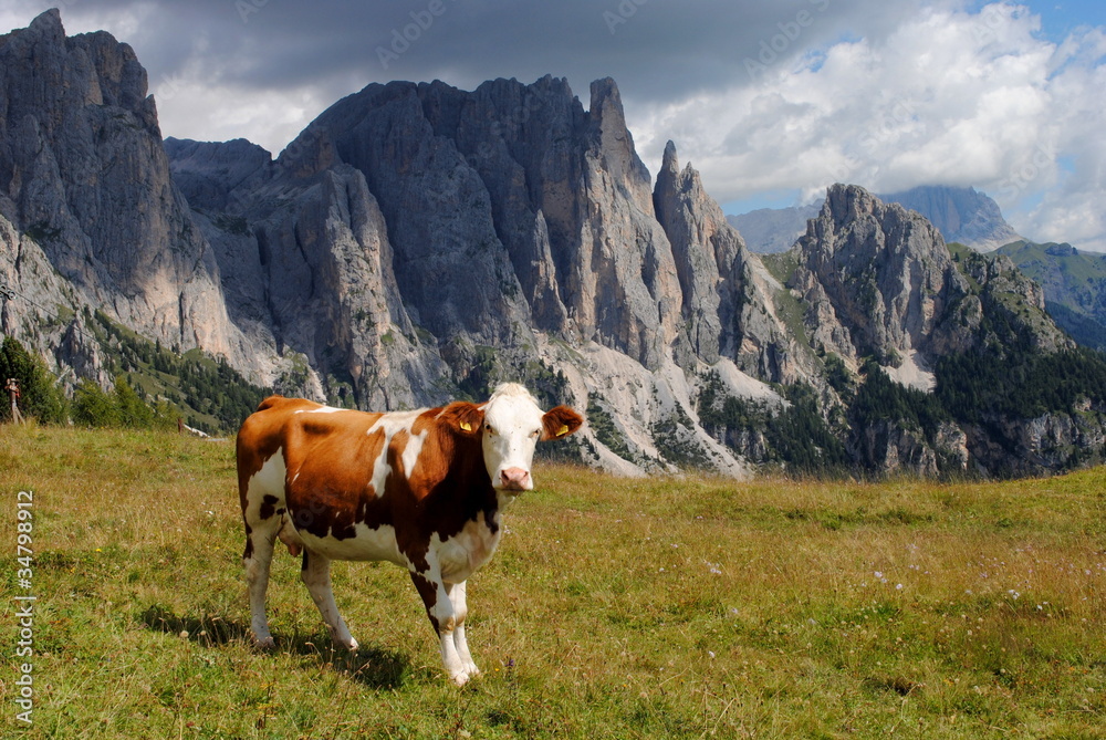 brown cow looking at camera with alps background