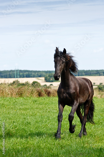 Friesian horse