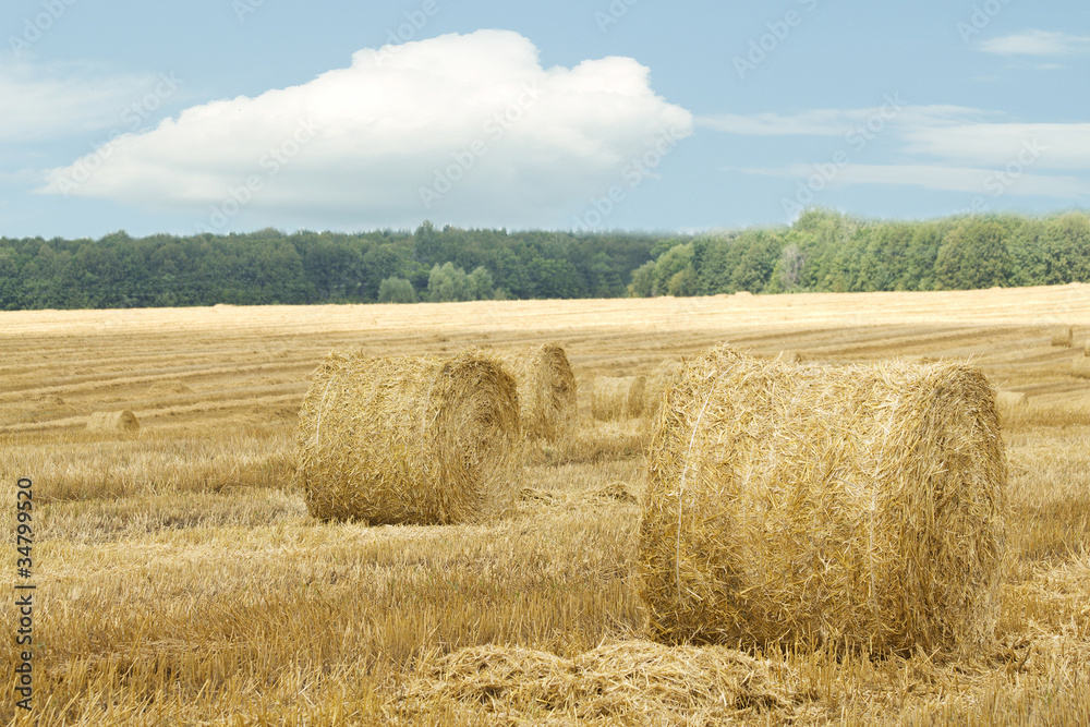 Fototapeta premium Grass hay dry skein