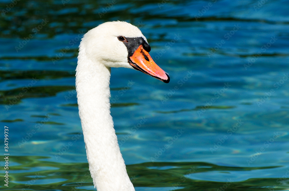Nice portrait of a white swan in beautiful light Nice portrait of a white swan in beautiful light
