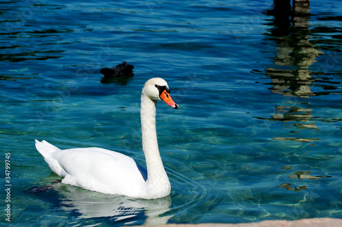 Beatiful white swan swimming on Annecy lake