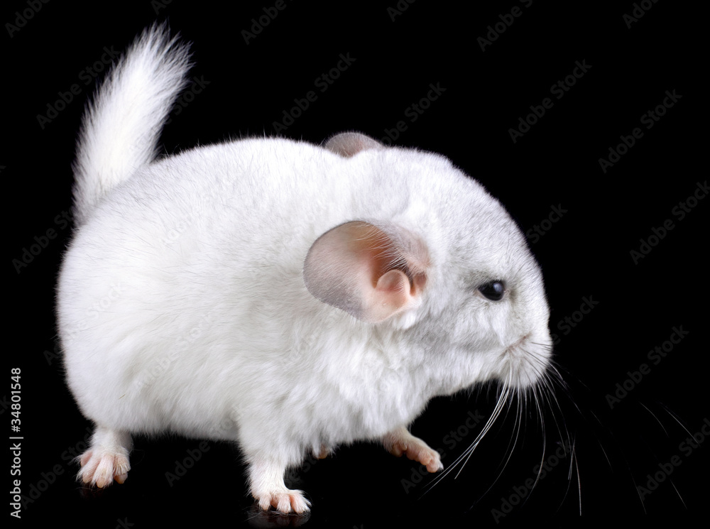 White baby ebonite chinchilla on black White baby ebonite chinchilla on black