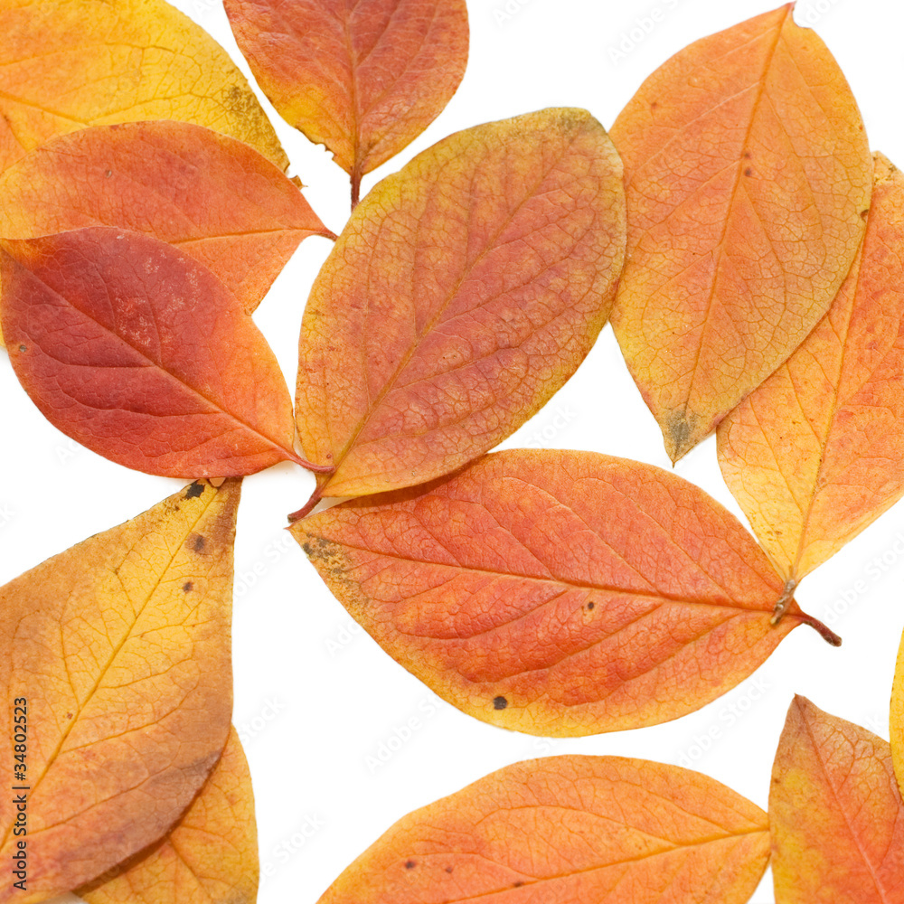 Autumn leaf isolated over white background Autumn leaf isolated over white background