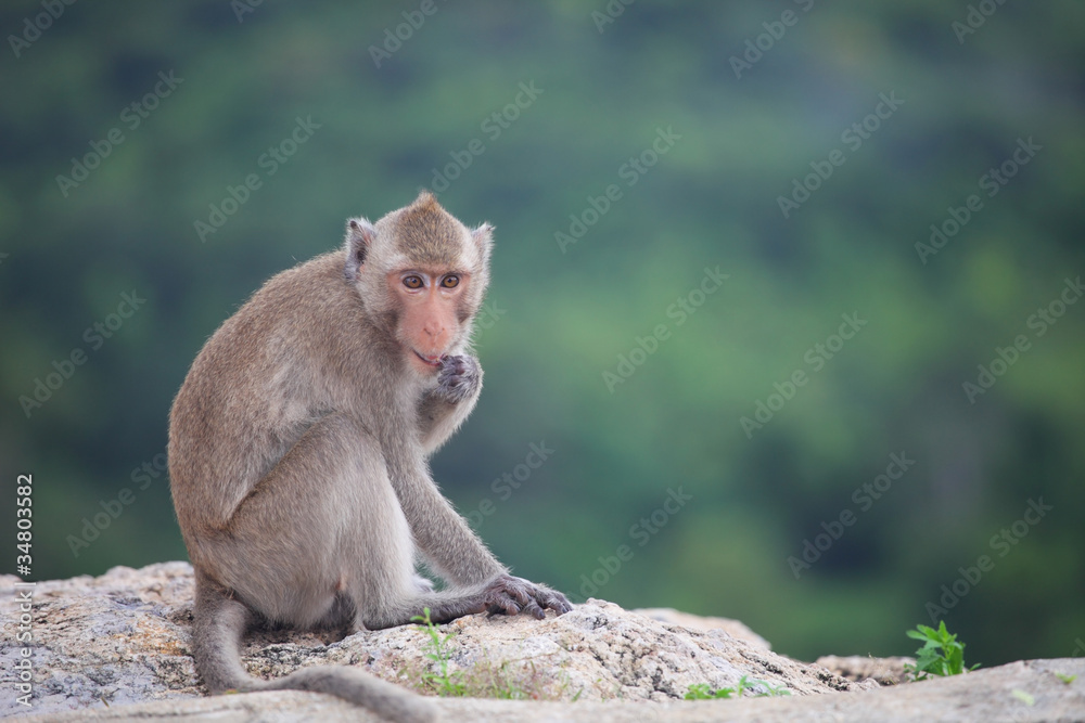 monkey sitting on the rock mountain