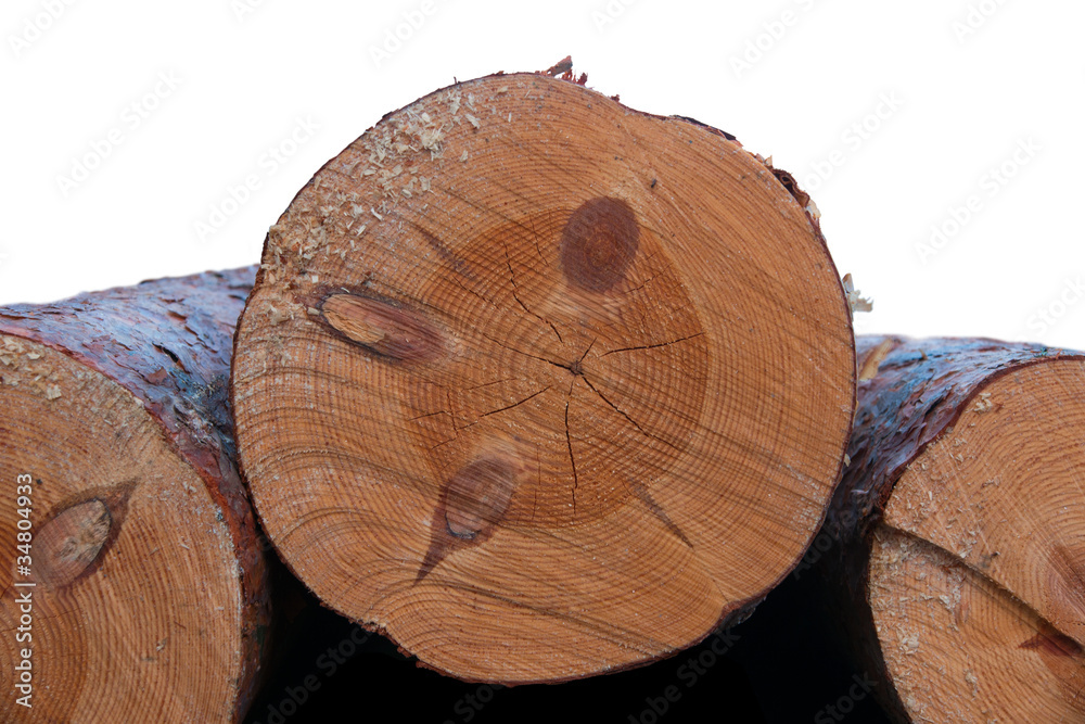 Cross section of tree with knots Cross section of tree with knots