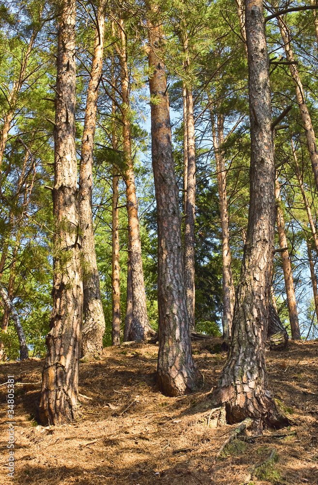 Pine forest Pine forest