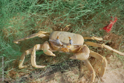 crabe pi  g   dans une filet de p  cheur