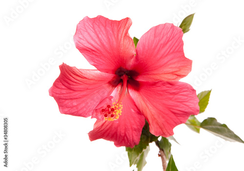 hibisucus rose