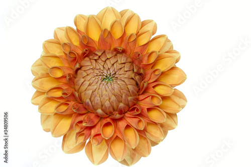 Fototapeta Naklejka Na Ścianę i Meble -  Blühende Dahlie (Dahlia) mit großer Schärfentiefe