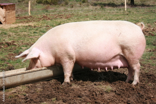Cochon bio à la ferme photo