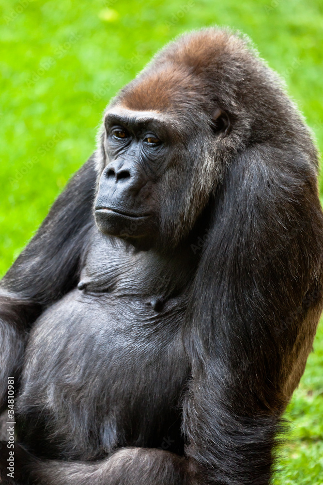 Gorilla of coast, Gorilla gorilla Gorilla of coast, Gorilla gorilla