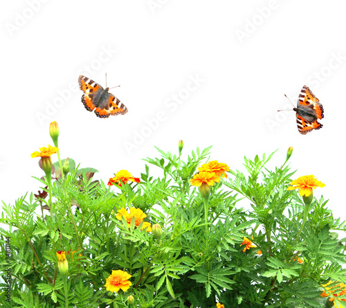 Flowers Tagetes patula and butterflys