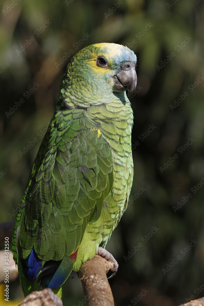 Obraz premium Blaustirnamazone