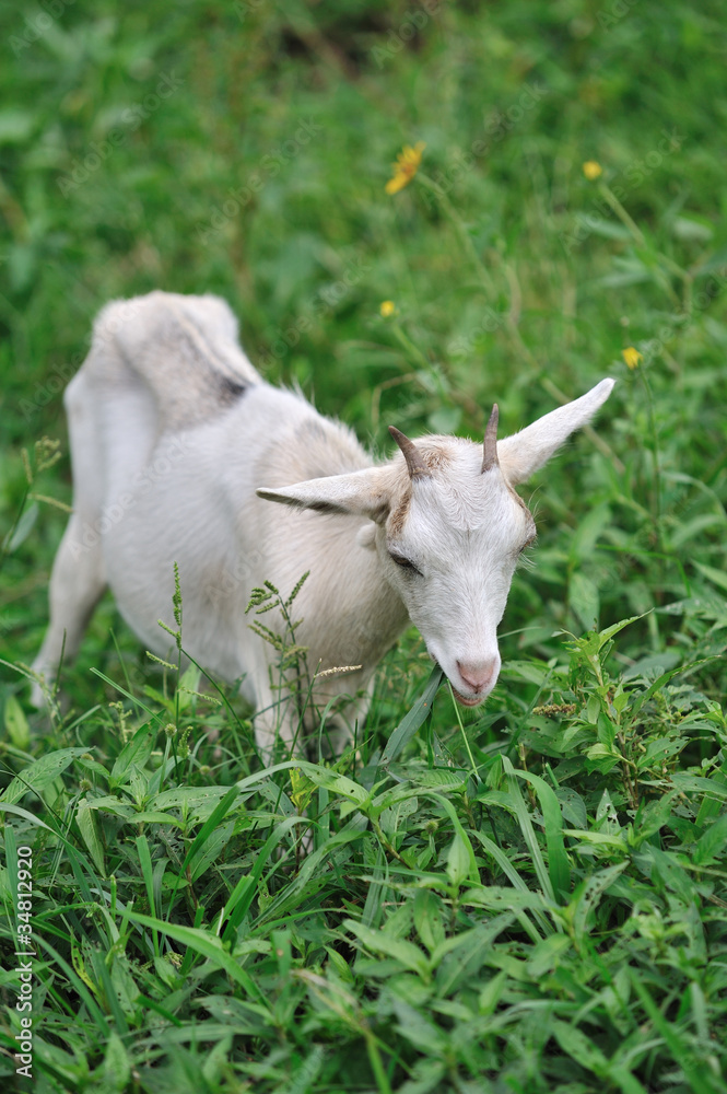 子ヤギのポートレート