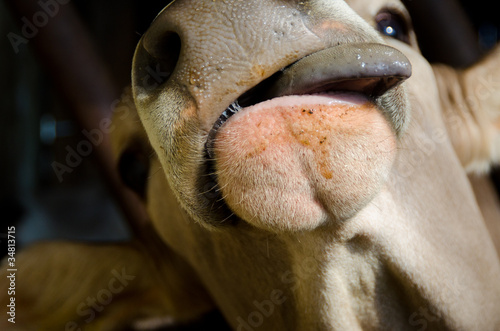 Maul einer Kuh © Marionette