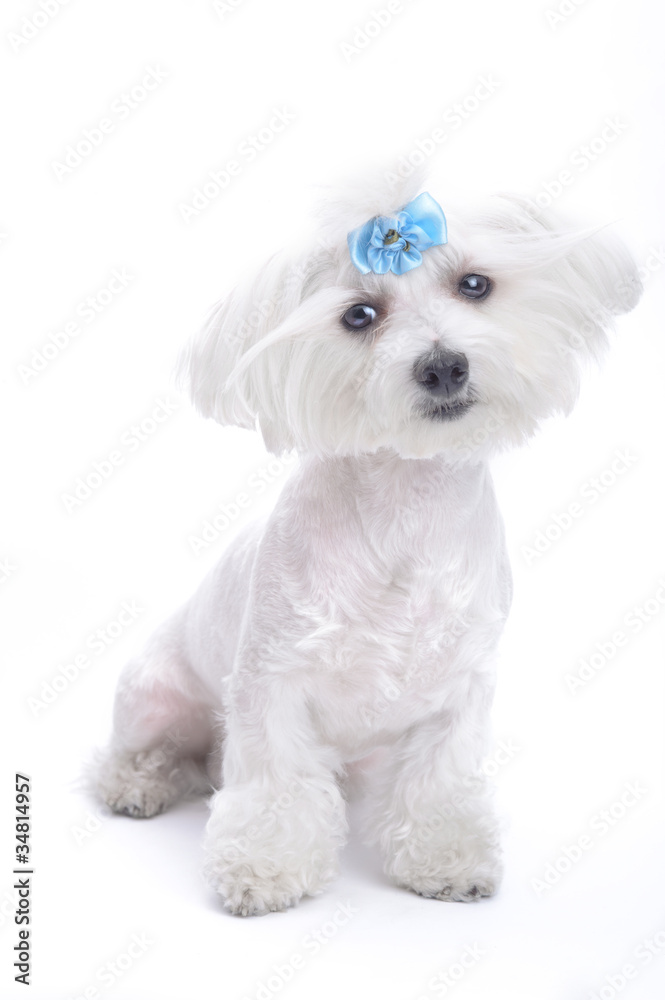 Obraz premium Pretty maltesse isolated