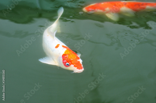 Koi Carp Swimming In The Water