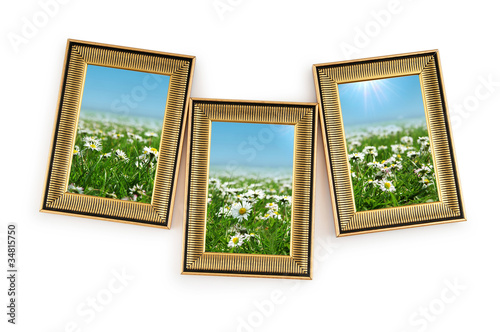 Daisy flowers in the picture frames on white
