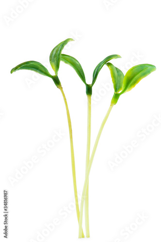 Green seedlings isolated on the white