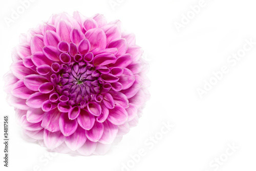 Fototapeta Naklejka Na Ścianę i Meble -  Blühende Dahlie (Dahlia) mit großer Schärfentiefe