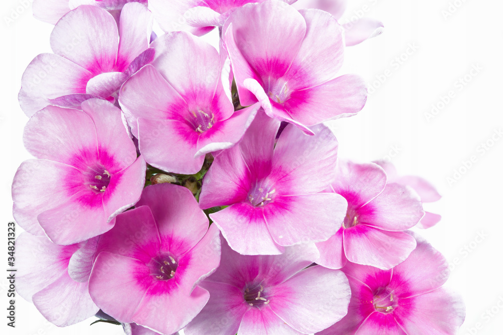 Blühender Phlox paniculata, große DOF Blühender Phlox paniculata, große DOF
