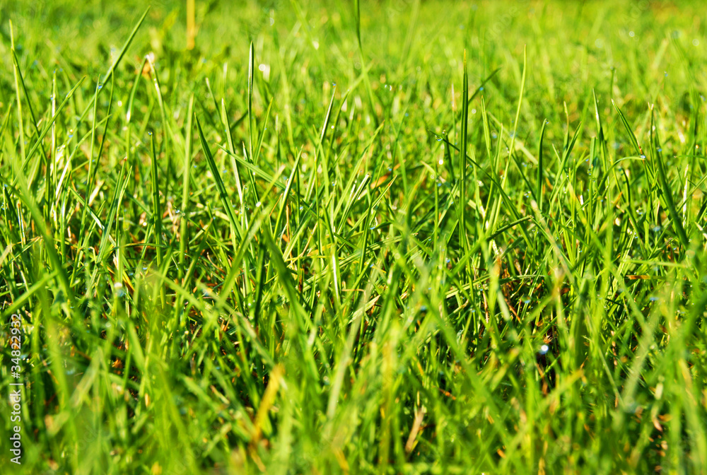 Fototapeta premium Morgentau