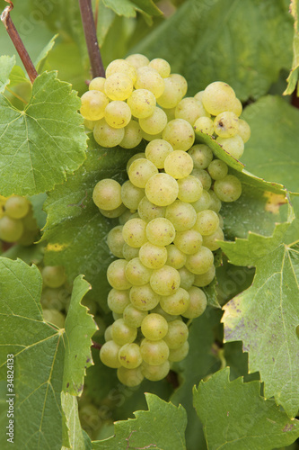 Close-up of chardonnay grapes