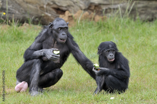 Bonobos © Pascal Martin