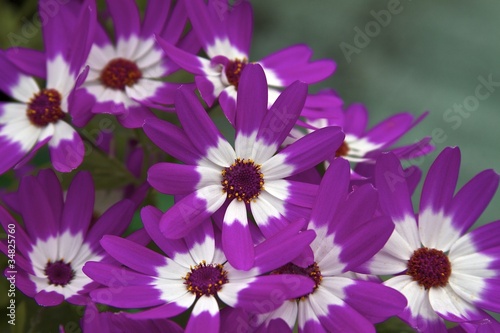 flower purple white 2