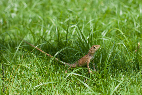 Lizard in a grass © coffeemill