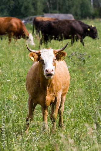 Brown angry cow standing on the meadow