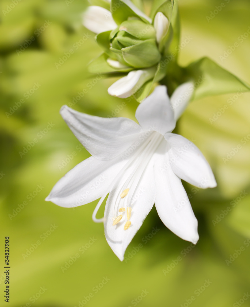 White lily