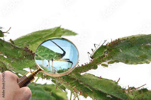 Magnifying glass looking at Aphids. photo