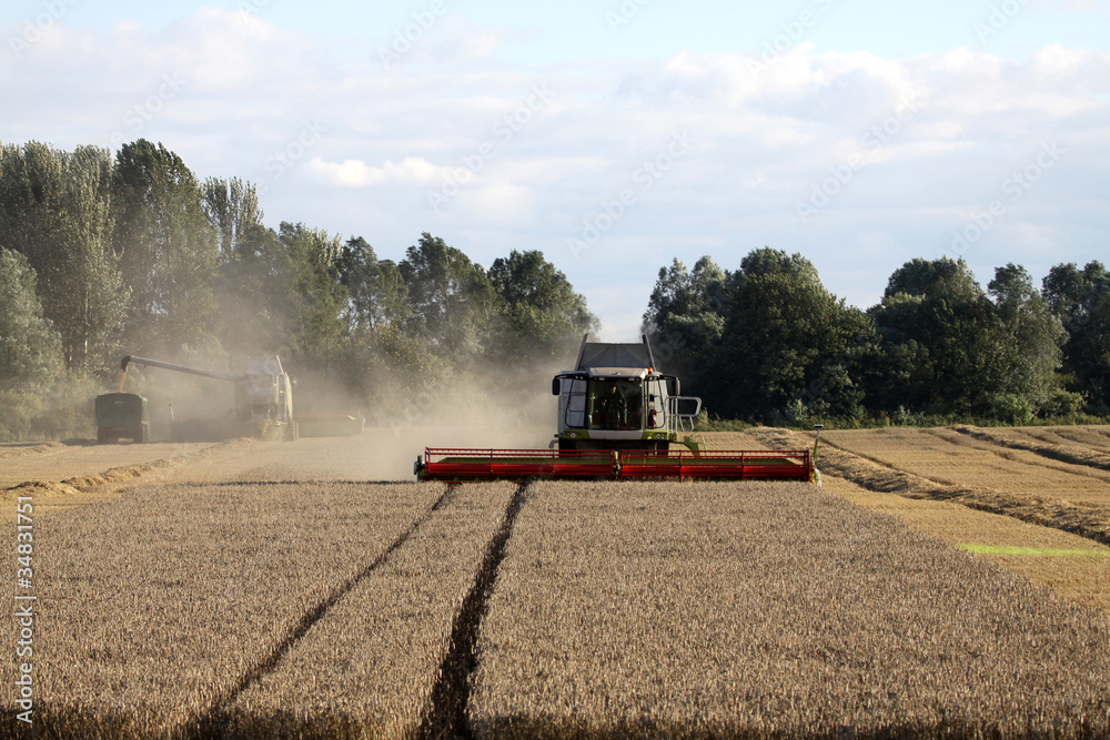 Fototapeta premium Combine harverster at work in wheat field