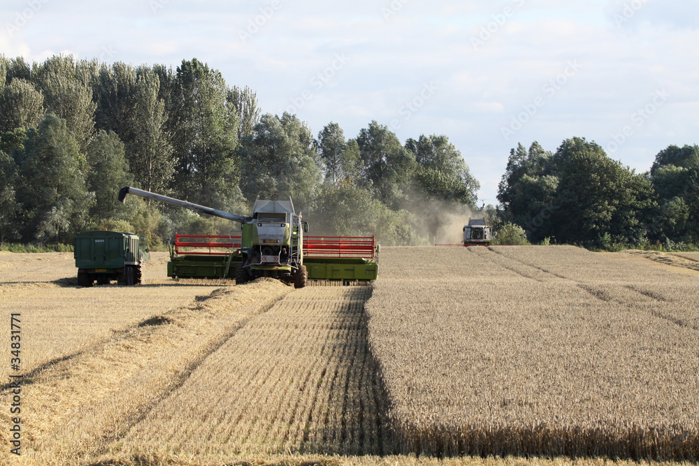 Fototapeta premium Combine harvesters at work in wheat field