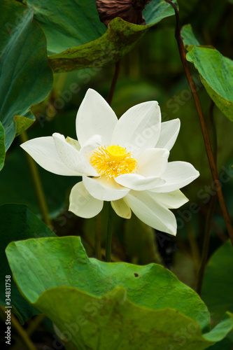 white lotus blooming