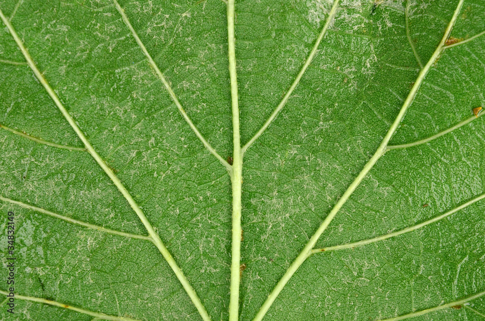 Plane tree leaf Plane tree leaf
