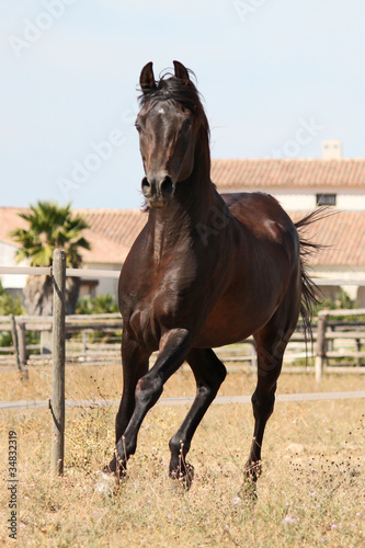 Etalon pur sang arabe - arabian horse