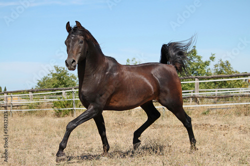 Etalon pur sang arabe - arabian horse photo