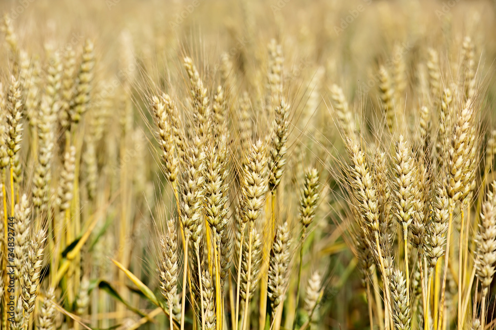 Natural gold wheat field Natural gold wheat field