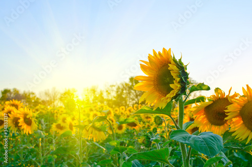 sunflowers