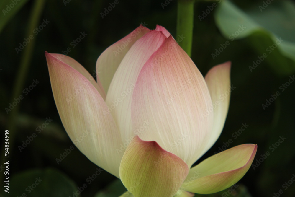 蓮の花 蓮の花