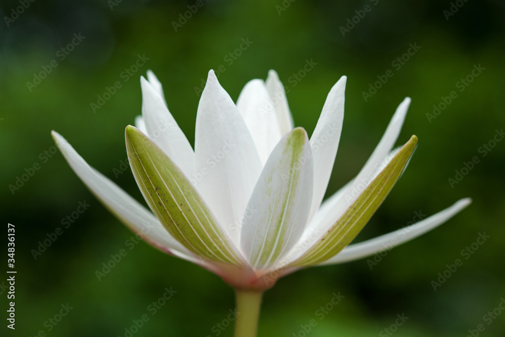 Fototapeta premium White Waterlily